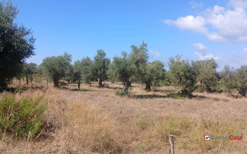 Rustico, da ristrutturare, 180 m², Ortoliuzzo - San Saba, Messina — foto 2 di 23