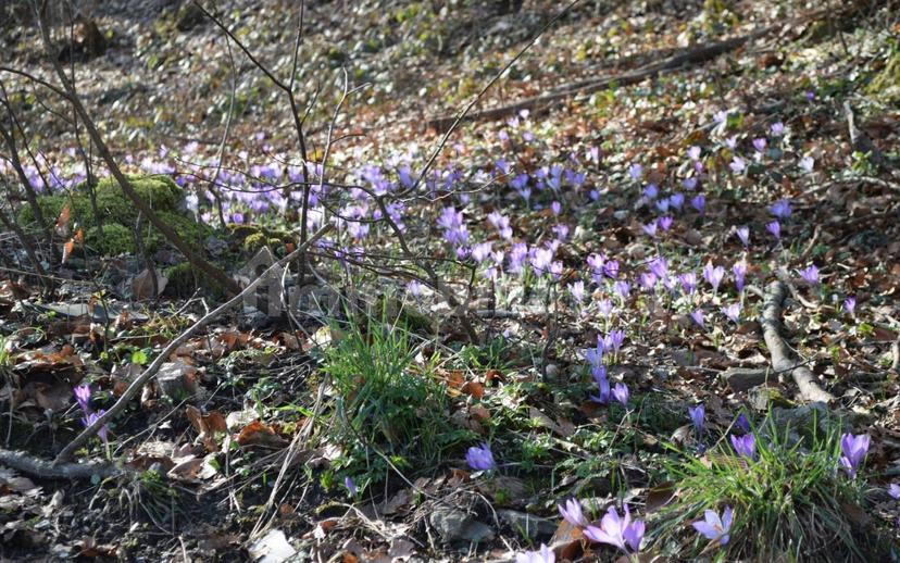 Terratetto unifamiliare via Storaia Nuova, Vernio — foto 10 di 54
