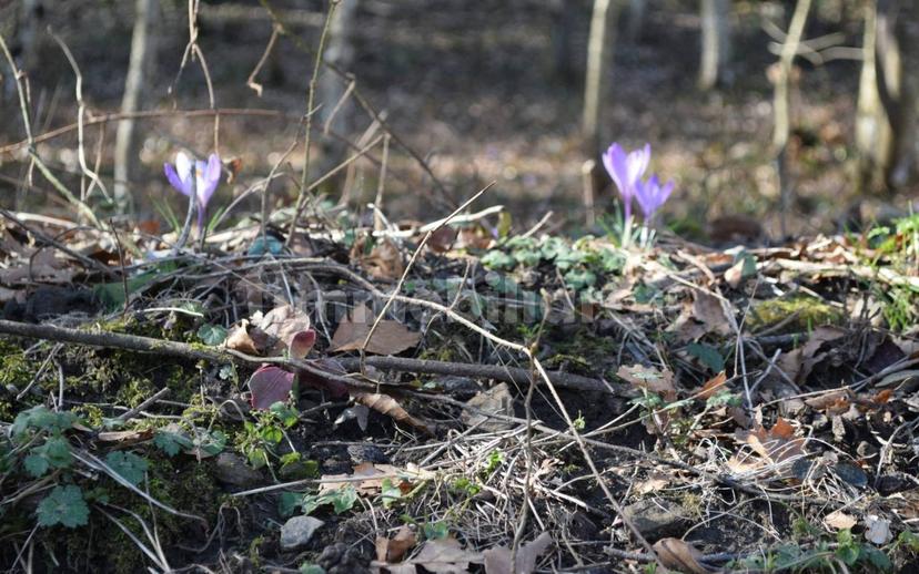 Terratetto unifamiliare via Storaia Nuova, Vernio — foto 24 di 54