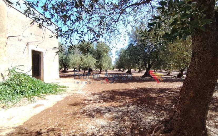 Casale, da ristrutturare, 12744 m², Ceglie Messapica — foto 10 di 17