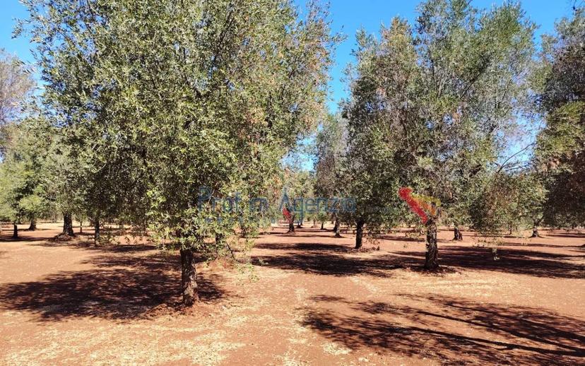 Casale, da ristrutturare, 12744 m², Ceglie Messapica — foto 17 di 17