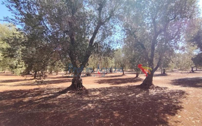 Casale, da ristrutturare, 12744 m², Ceglie Messapica — foto 9 di 17