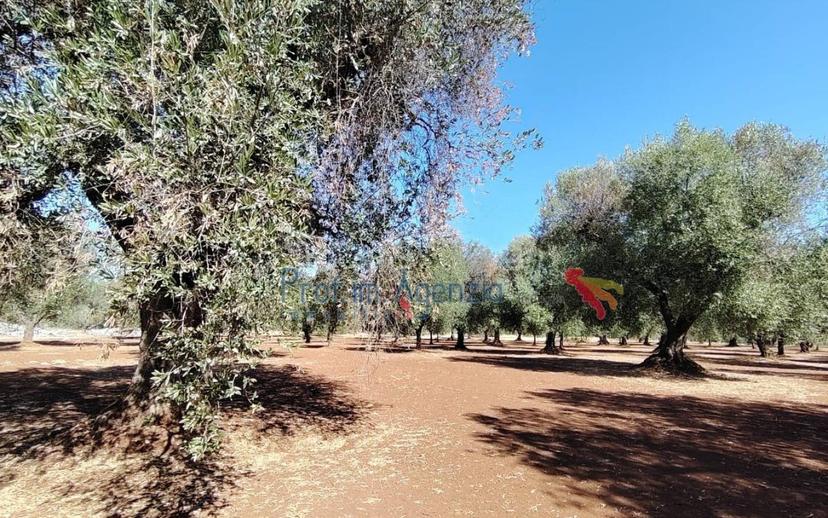 Casale, da ristrutturare, 12744 m², Ceglie Messapica — foto 12 di 17