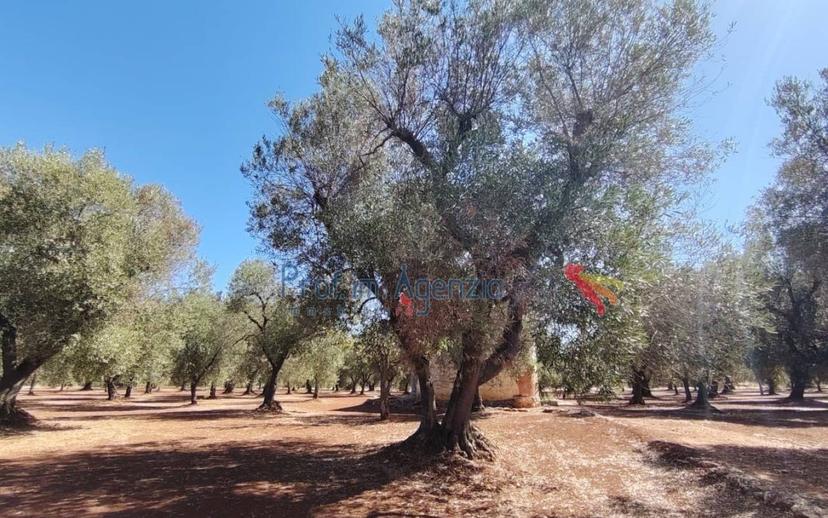 Casale, da ristrutturare, 12744 m², Ceglie Messapica — foto 15 di 17