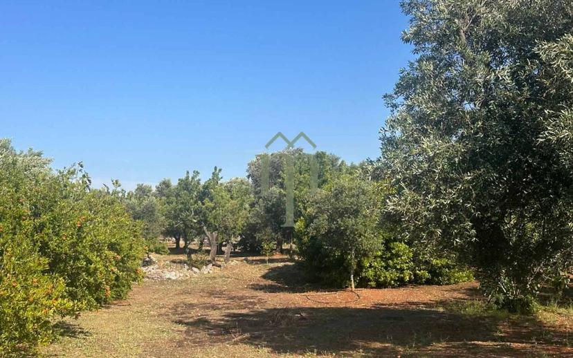 Rustico Contrada Palco di Cristo, Carovigno — foto 14 di 48